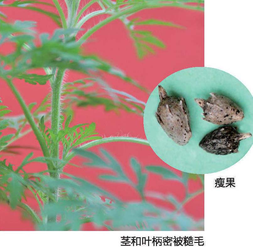 豚草